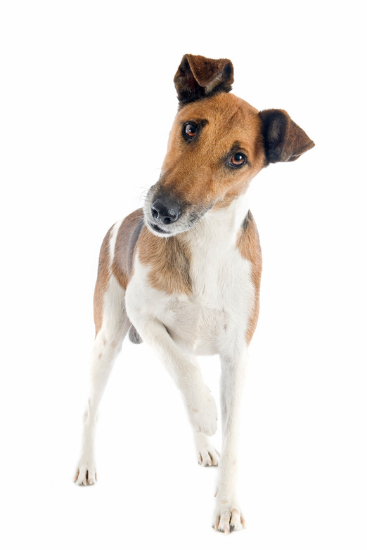 smooth fox terrier